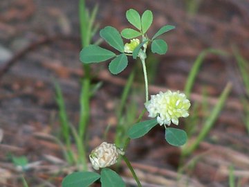 Trifolium nigrescens, Medicago lupulina, Trifolium campestre